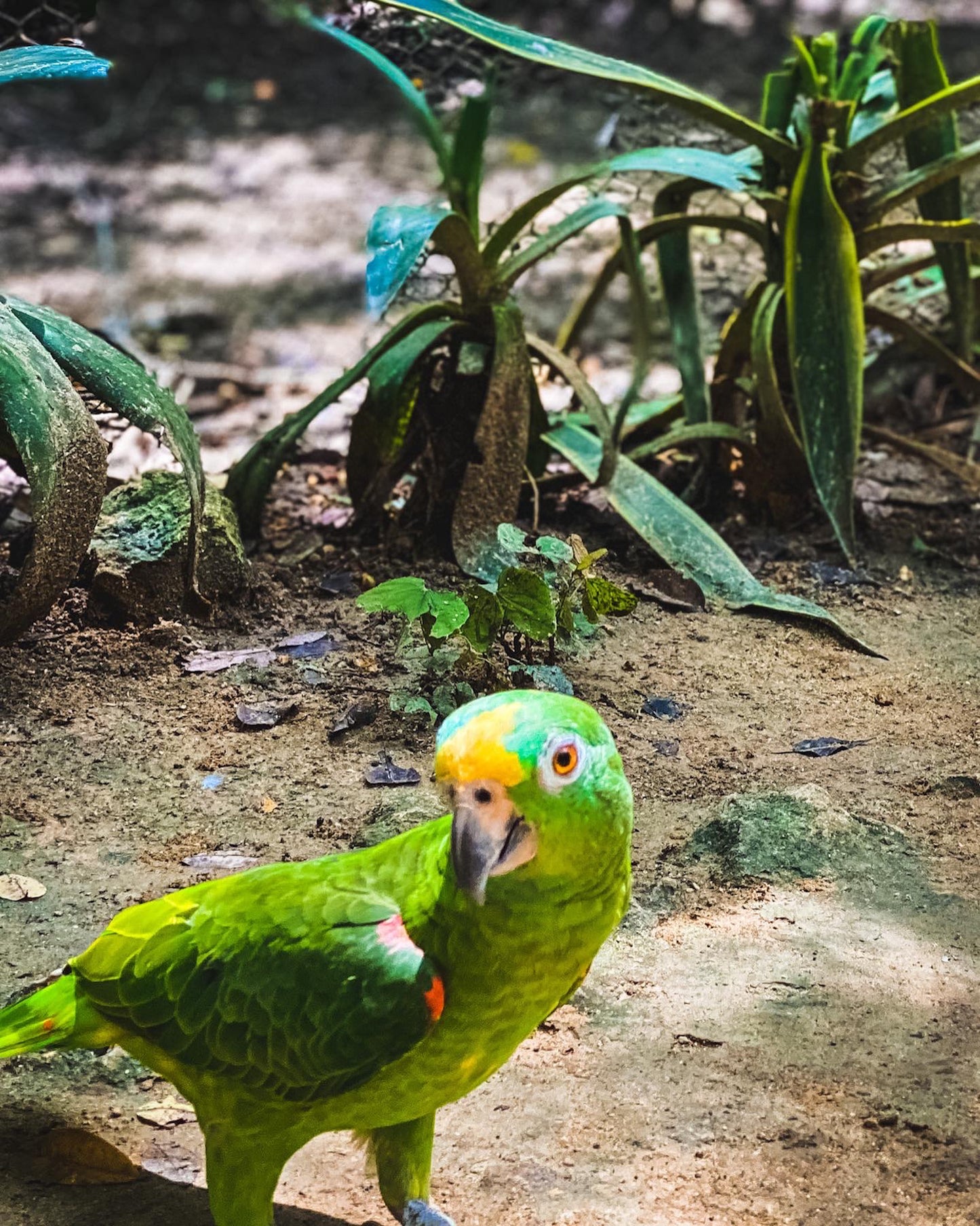 Island Tour | Ecoplan (Mambo + Aviary)
