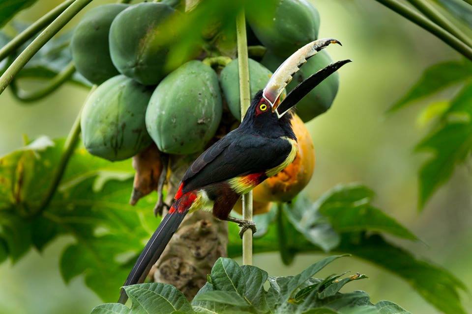 Island Tour | Ecoplan (Mambo + Aviary)