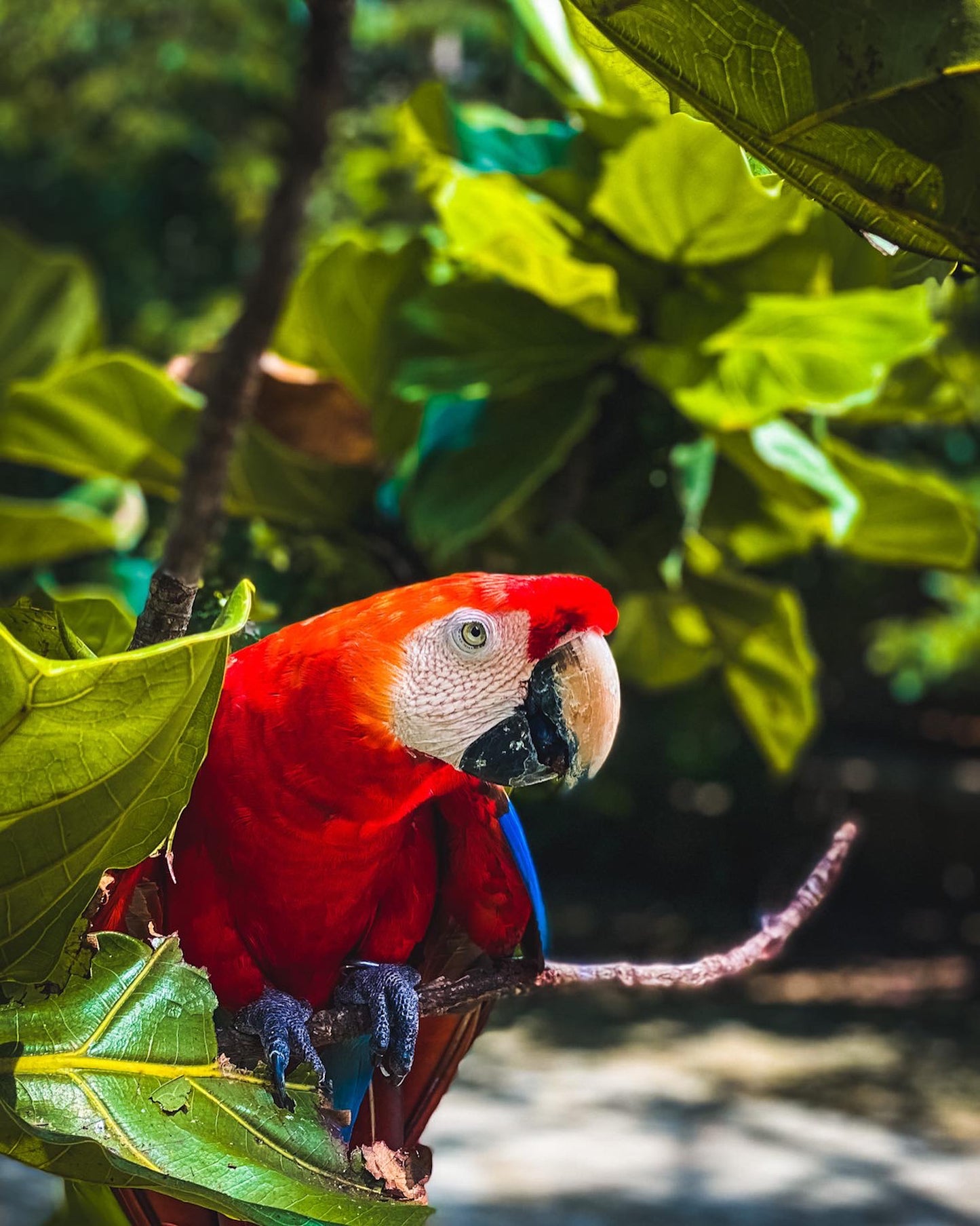 Island Tour | Ecoplan (Mambo + Aviary)