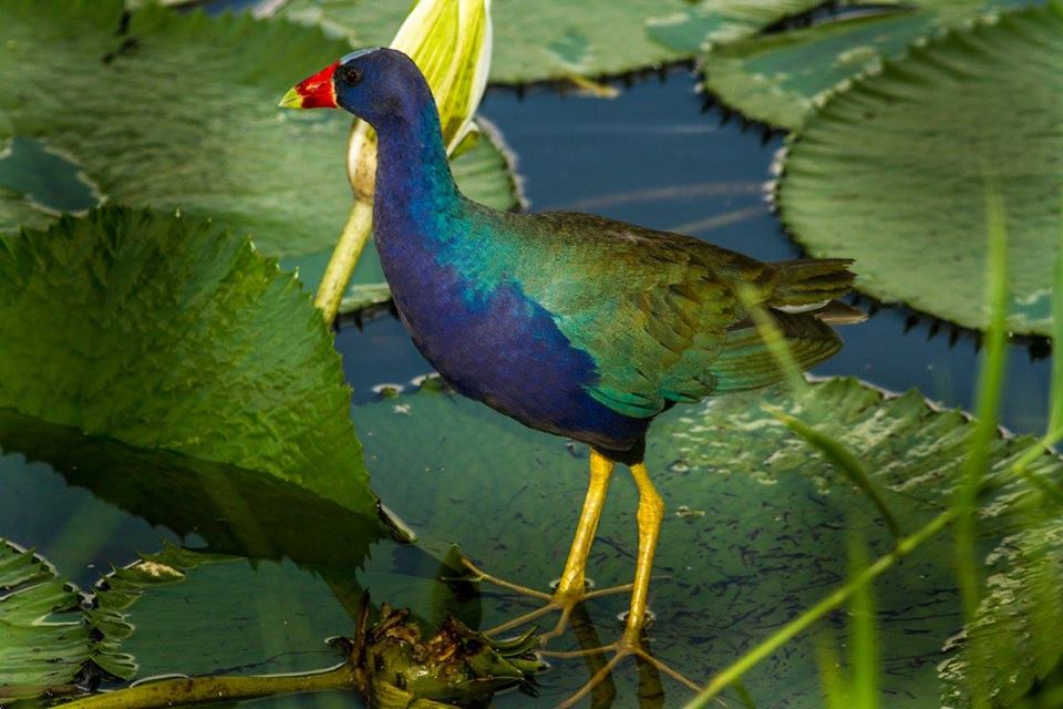 Island Tour | Ecoplan (Mambo + Aviary)