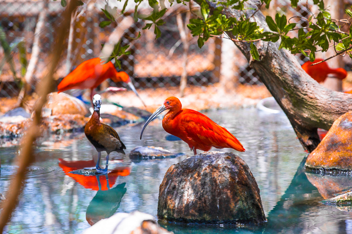 Island Tour | Ecoplan (Mambo + Aviary)